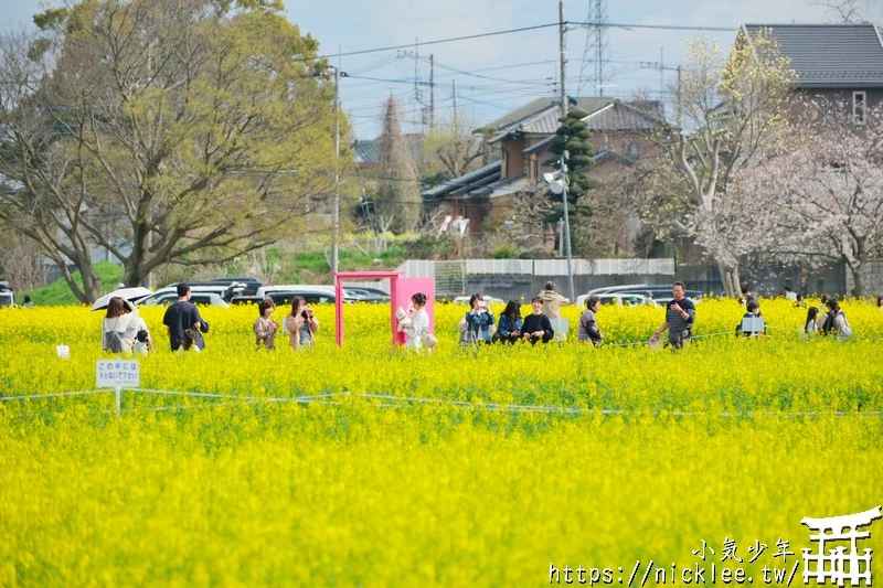 埼玉賞櫻景點-幸手權現堂櫻堤-可同時欣賞1000株吉野櫻與整片油菜花一起盛開的場面