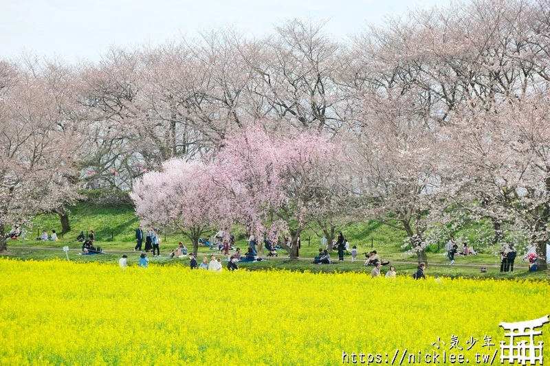 埼玉賞櫻景點-幸手權現堂櫻堤-可同時欣賞1000株吉野櫻與整片油菜花一起盛開的場面