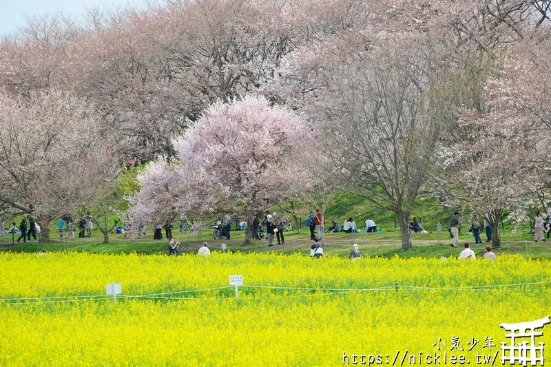 埼玉賞櫻景點-幸手權現堂櫻堤-可同時欣賞1000株吉野櫻與整片油菜花一起盛開的場面