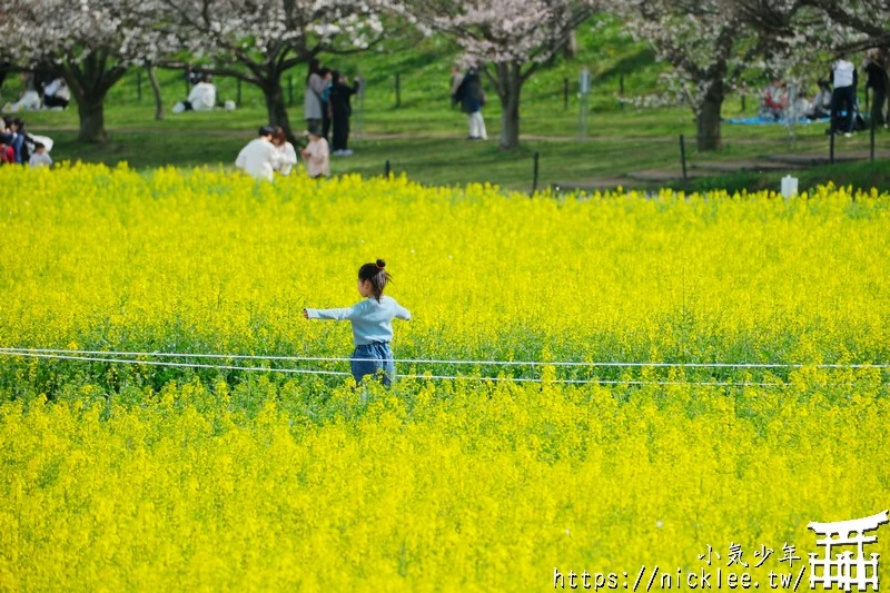 埼玉賞櫻景點-幸手權現堂櫻堤-可同時欣賞1000株吉野櫻與整片油菜花一起盛開的場面