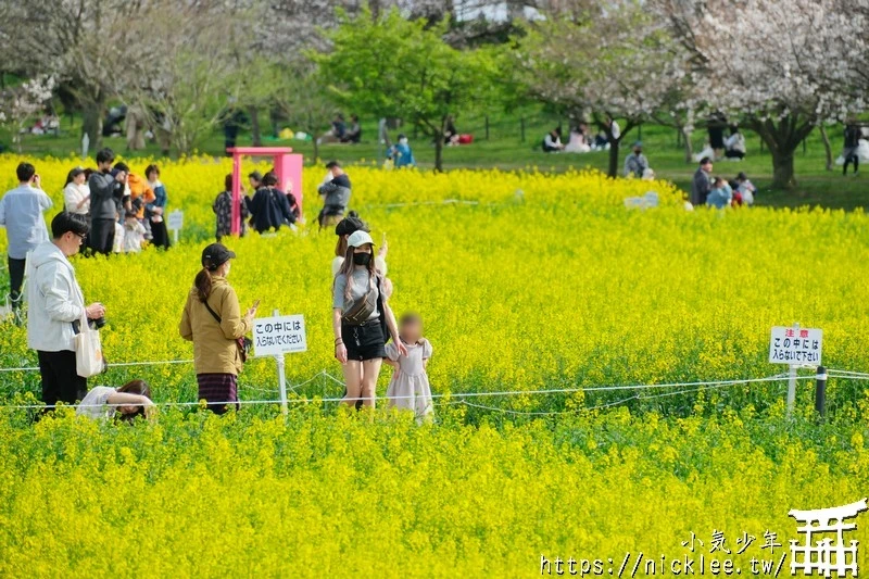 埼玉賞櫻景點-幸手權現堂櫻堤-可同時欣賞1000株吉野櫻與整片油菜花一起盛開的場面