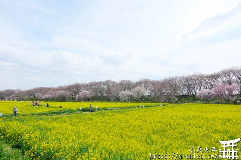 埼玉賞櫻景點-幸手權現堂櫻堤-可同時欣賞1000株吉野櫻與整片油菜花一起盛開的場面