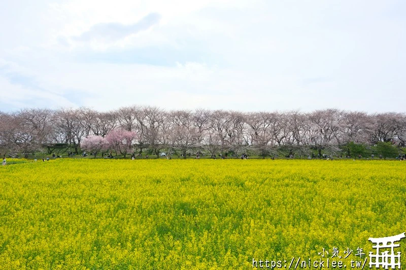 埼玉賞櫻景點-幸手權現堂櫻堤-可同時欣賞1000株吉野櫻與整片油菜花一起盛開的場面