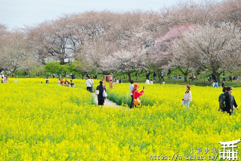 埼玉賞櫻景點-幸手權現堂櫻堤-可同時欣賞1000株吉野櫻與整片油菜花一起盛開的場面