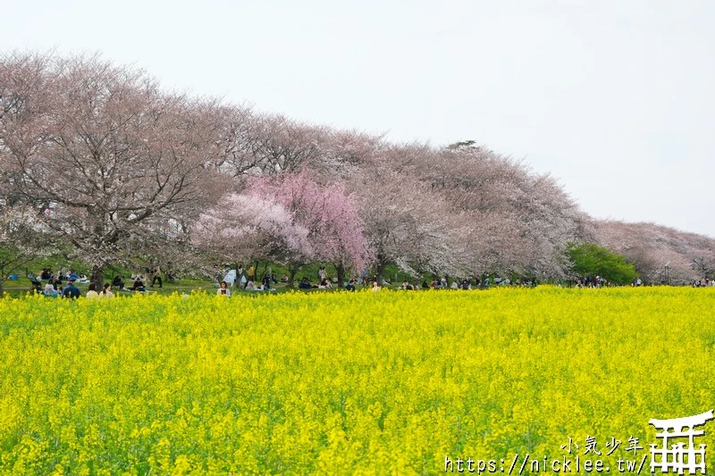 埼玉賞櫻景點-幸手權現堂櫻堤-可同時欣賞1000株吉野櫻與整片油菜花一起盛開的場面