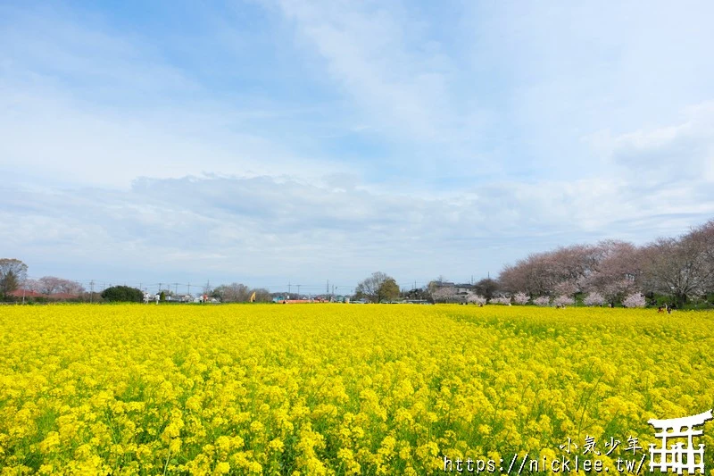 埼玉賞櫻景點-幸手權現堂櫻堤-可同時欣賞1000株吉野櫻與整片油菜花一起盛開的場面