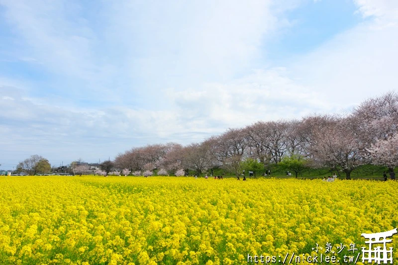 埼玉賞櫻景點-幸手權現堂櫻堤-可同時欣賞1000株吉野櫻與整片油菜花一起盛開的場面