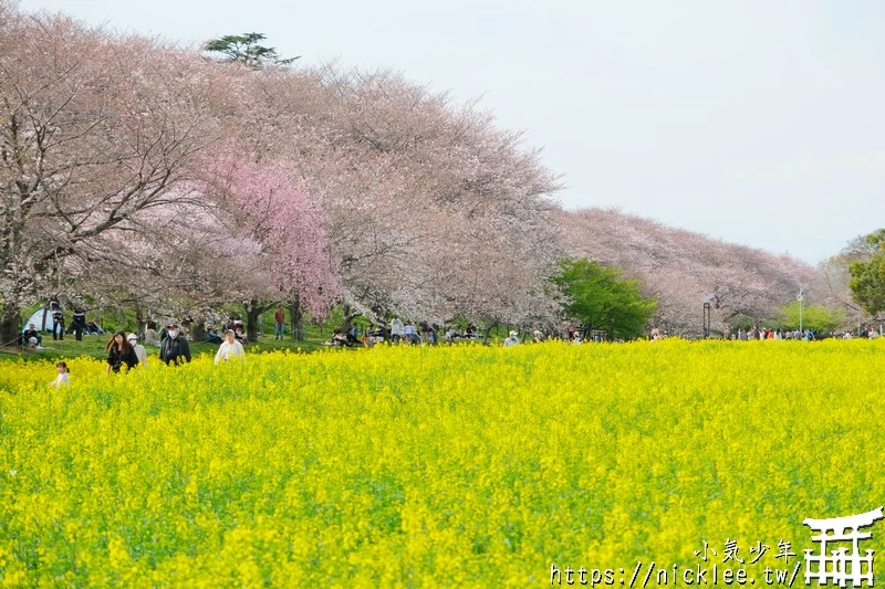 埼玉賞櫻景點-幸手權現堂櫻堤-可同時欣賞1000株吉野櫻與整片油菜花一起盛開的場面