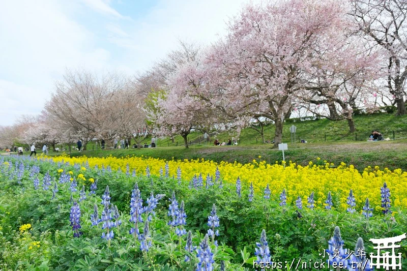 埼玉賞櫻景點-幸手權現堂櫻堤-可同時欣賞1000株吉野櫻與整片油菜花一起盛開的場面