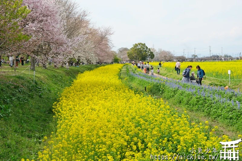 埼玉賞櫻景點-幸手權現堂櫻堤-可同時欣賞1000株吉野櫻與整片油菜花一起盛開的場面