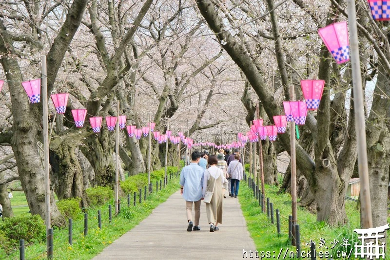 埼玉賞櫻景點-幸手權現堂櫻堤-可同時欣賞1000株吉野櫻與整片油菜花一起盛開的場面