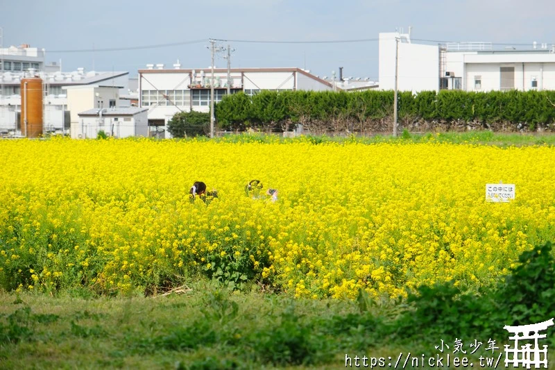 埼玉賞櫻景點-幸手權現堂櫻堤-可同時欣賞1000株吉野櫻與整片油菜花一起盛開的場面