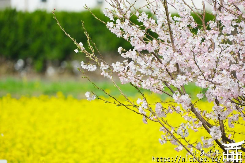 埼玉賞櫻景點-幸手權現堂櫻堤-可同時欣賞1000株吉野櫻與整片油菜花一起盛開的場面