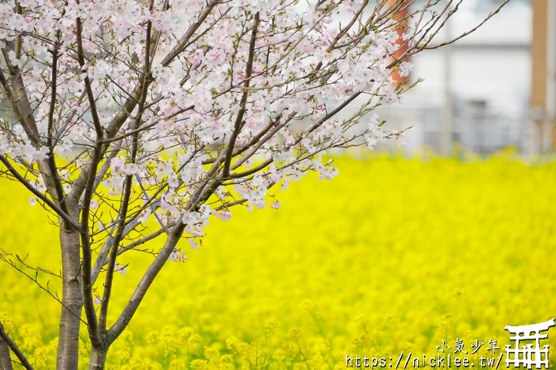 埼玉賞櫻景點-幸手權現堂櫻堤-可同時欣賞1000株吉野櫻與整片油菜花一起盛開的場面