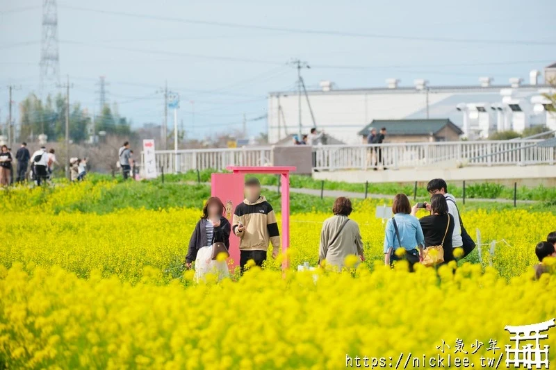 埼玉賞櫻景點-幸手權現堂櫻堤-可同時欣賞1000株吉野櫻與整片油菜花一起盛開的場面