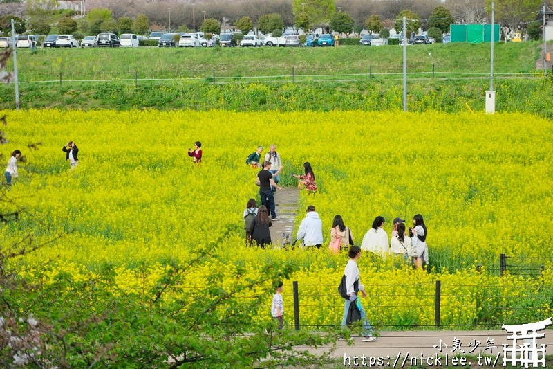 埼玉賞櫻景點-幸手權現堂櫻堤-可同時欣賞1000株吉野櫻與整片油菜花一起盛開的場面