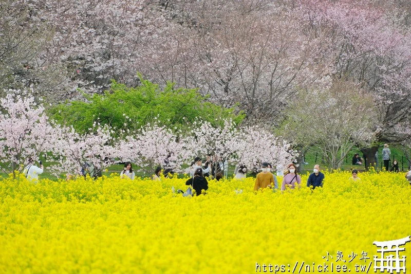 埼玉賞櫻景點-幸手權現堂櫻堤-可同時欣賞1000株吉野櫻與整片油菜花一起盛開的場面