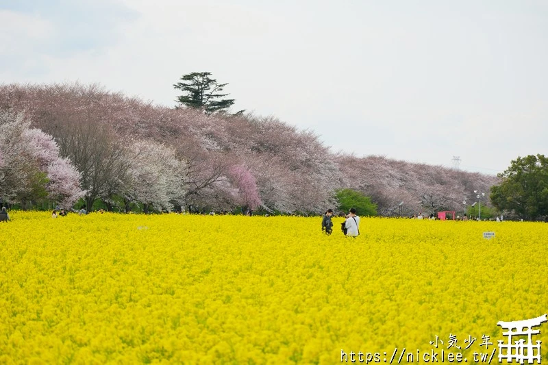 埼玉賞櫻景點-幸手權現堂櫻堤-可同時欣賞1000株吉野櫻與整片油菜花一起盛開的場面