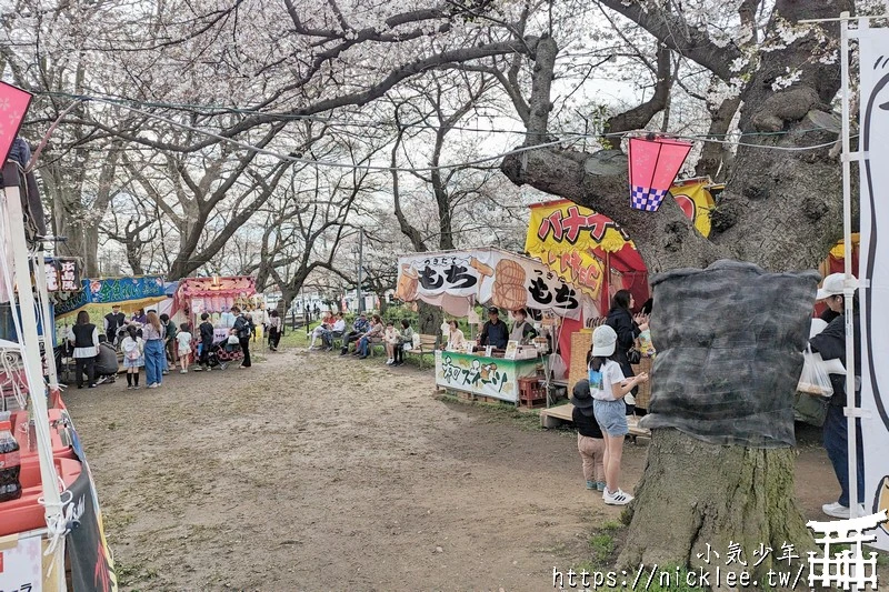 埼玉賞櫻景點-幸手權現堂櫻堤-可同時欣賞1000株吉野櫻與整片油菜花一起盛開的場面