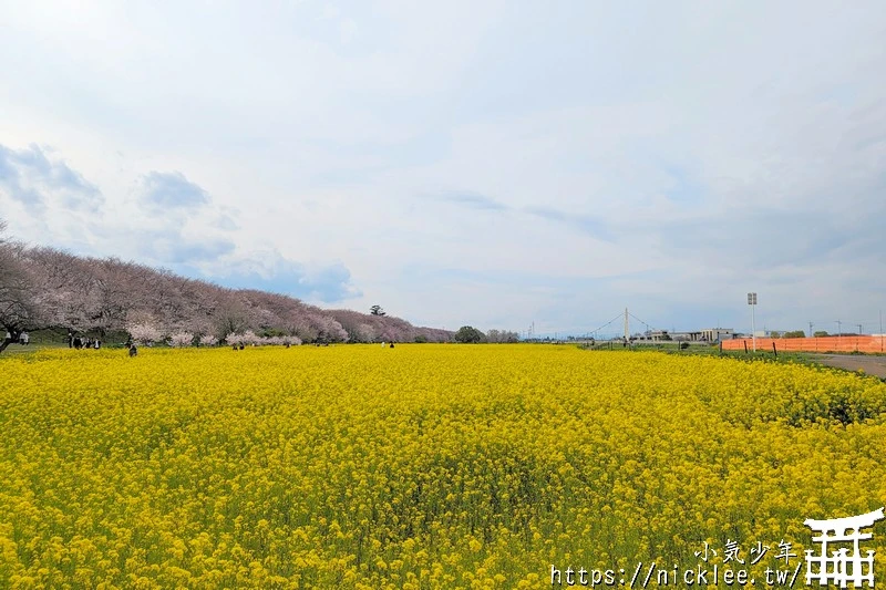 埼玉賞櫻景點-幸手權現堂櫻堤-可同時欣賞1000株吉野櫻與整片油菜花一起盛開的場面