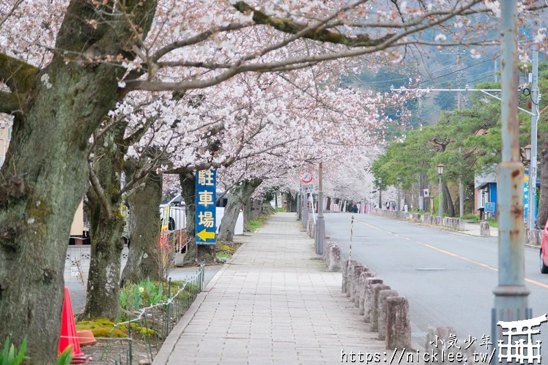 埼玉景點-寶登山神社-寶登山參道上種滿櫻花,神社的大黑天寶槌籤詩值得收藏