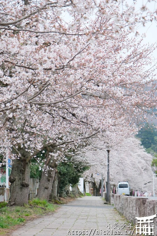 埼玉景點-寶登山神社-寶登山參道上種滿櫻花,神社的大黑天寶槌籤詩值得收藏