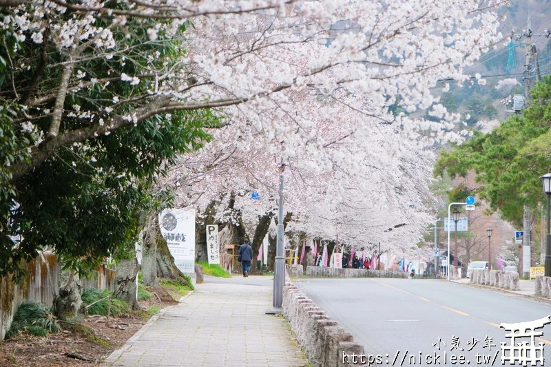 埼玉景點-寶登山神社-寶登山參道上種滿櫻花,神社的大黑天寶槌籤詩值得收藏