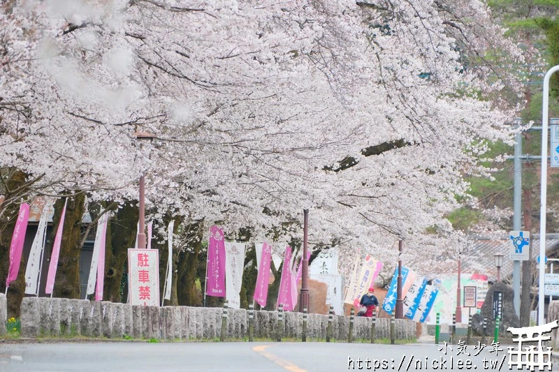 埼玉景點-寶登山神社-寶登山參道上種滿櫻花,神社的大黑天寶槌籤詩值得收藏