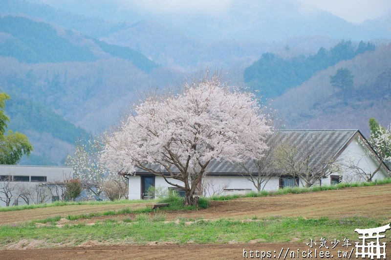 埼玉景點-寶登山神社-寶登山參道上種滿櫻花,神社的大黑天寶槌籤詩值得收藏