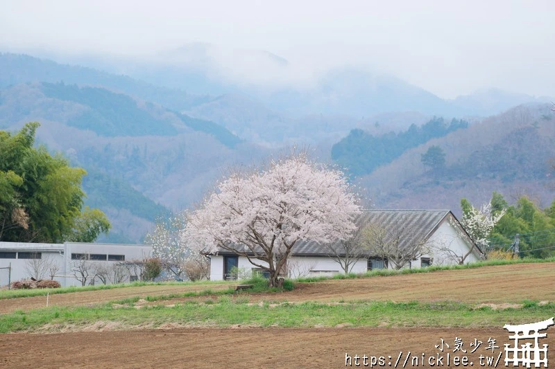 埼玉景點-寶登山神社-寶登山參道上種滿櫻花,神社的大黑天寶槌籤詩值得收藏