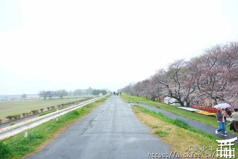 埼玉賞櫻景點-熊谷櫻堤-綿延2公里長的櫻花堤道與油菜花田