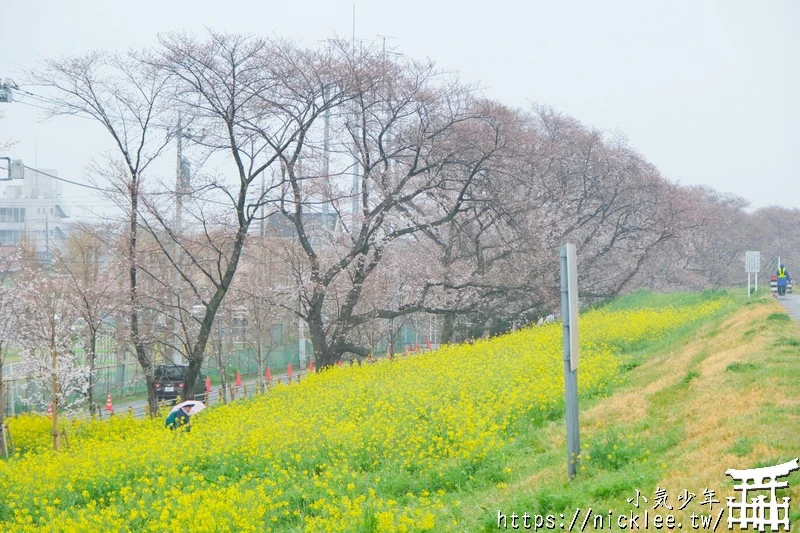 埼玉賞櫻景點-熊谷櫻堤-綿延2公里長的櫻花堤道與油菜花田