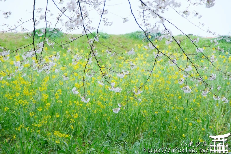 埼玉賞櫻景點-熊谷櫻堤-綿延2公里長的櫻花堤道與油菜花田