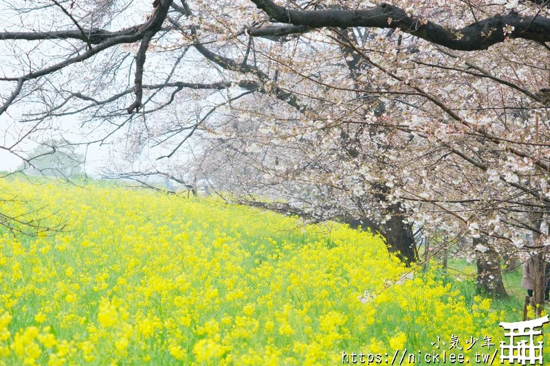 埼玉賞櫻景點-熊谷櫻堤-綿延2公里長的櫻花堤道與油菜花田