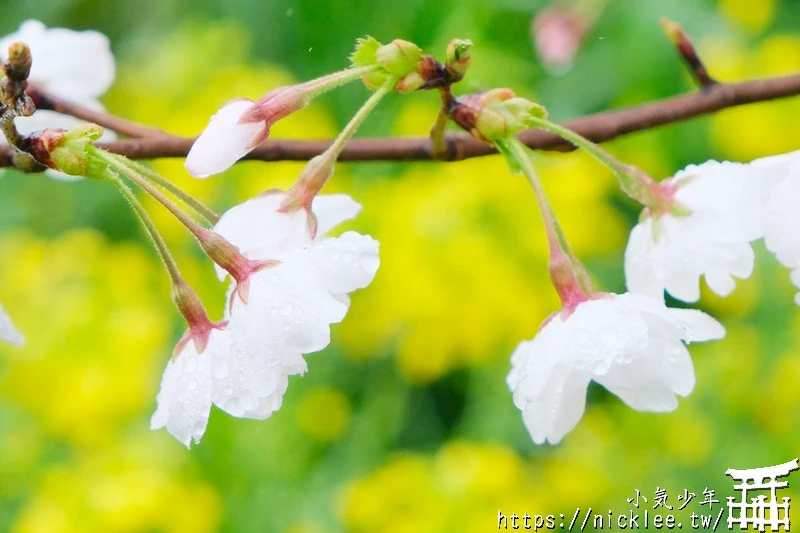 埼玉賞櫻景點-熊谷櫻堤-綿延2公里長的櫻花堤道與油菜花田