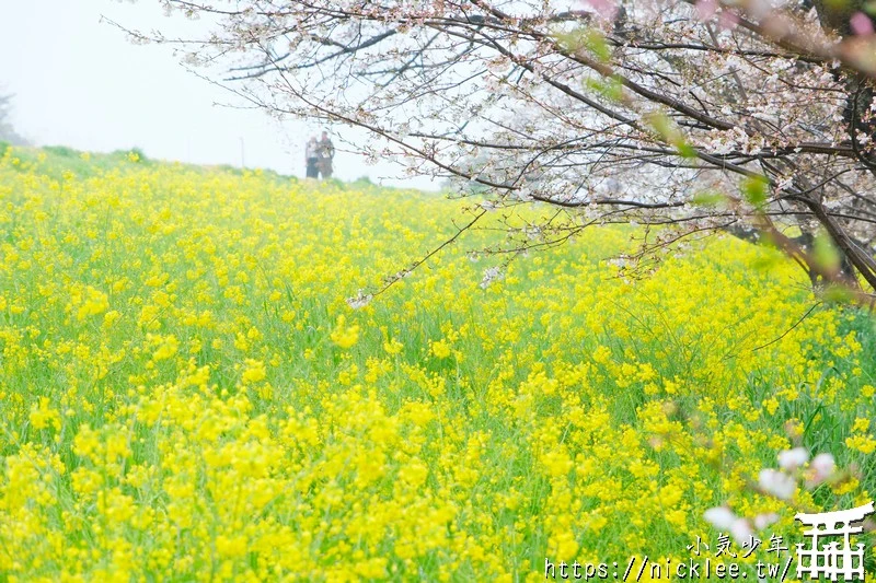 埼玉賞櫻景點-熊谷櫻堤-綿延2公里長的櫻花堤道與油菜花田