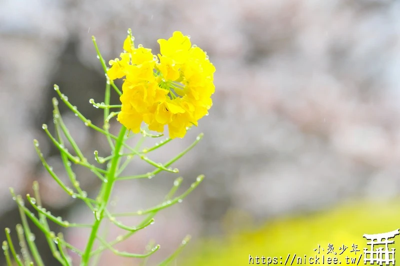 埼玉賞櫻景點-熊谷櫻堤-綿延2公里長的櫻花堤道與油菜花田