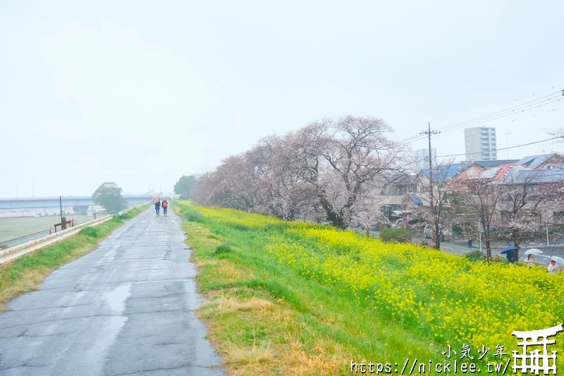 埼玉賞櫻景點-熊谷櫻堤-綿延2公里長的櫻花堤道與油菜花田