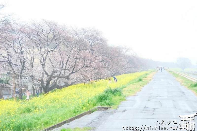 埼玉賞櫻景點-熊谷櫻堤-綿延2公里長的櫻花堤道與油菜花田