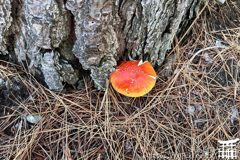 紐西蘭行程分享-南北島16天(蒂卡波湖,庫克山,瓦納卡,蒂阿瑙,米佛峽灣,皇后鎮,哈比村,藍泉,螢火蟲洞)