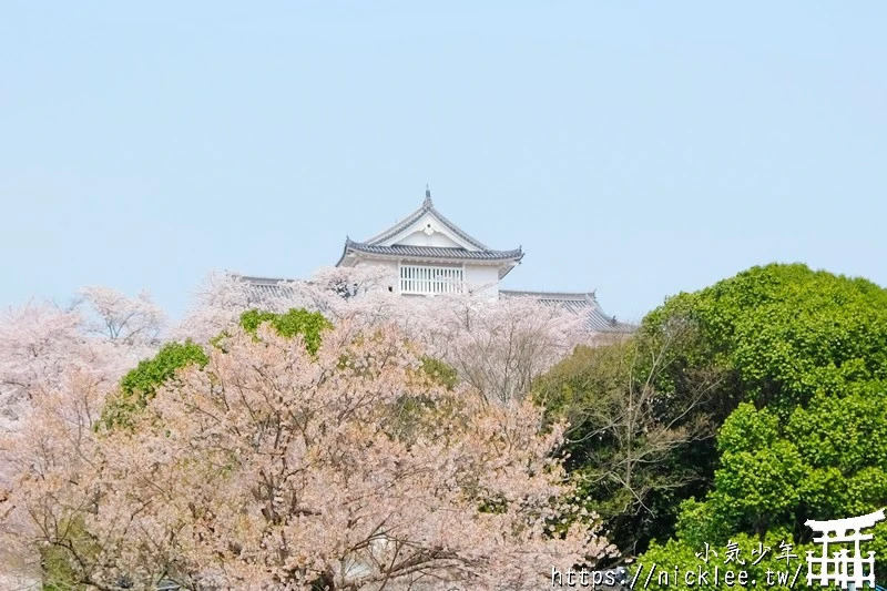 岡山景點-津山城櫻花|日本櫻花名所百選,超過1000株櫻花與油菜花同時盛開