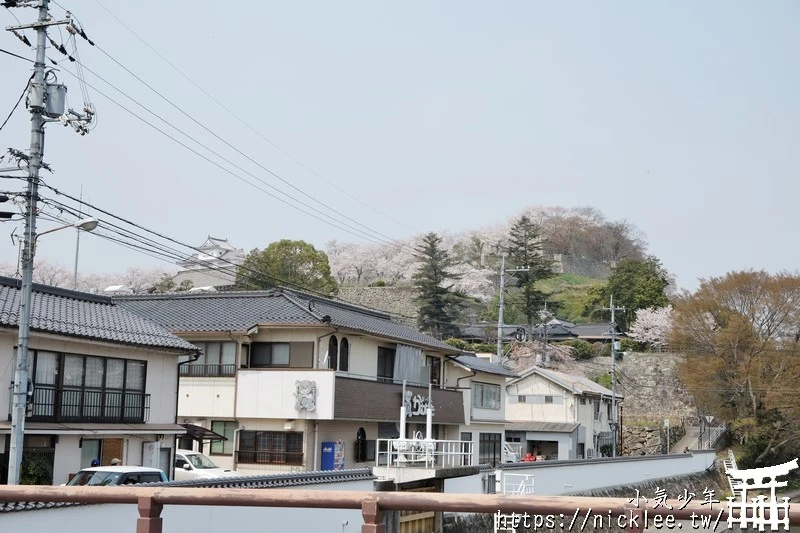 岡山景點-津山城櫻花|日本櫻花名所百選,超過1000株櫻花與油菜花同時盛開