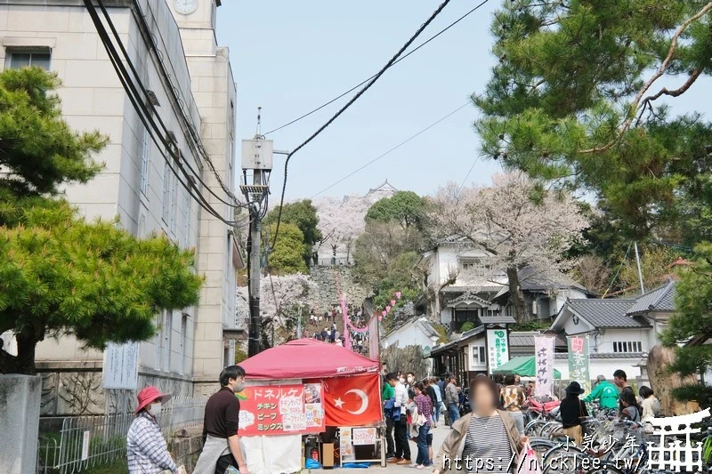 岡山景點-津山城櫻花|日本櫻花名所百選,超過1000株櫻花與油菜花同時盛開