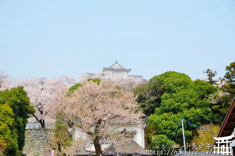 岡山景點-津山城櫻花|日本櫻花名所百選,超過1000株櫻花與油菜花同時盛開