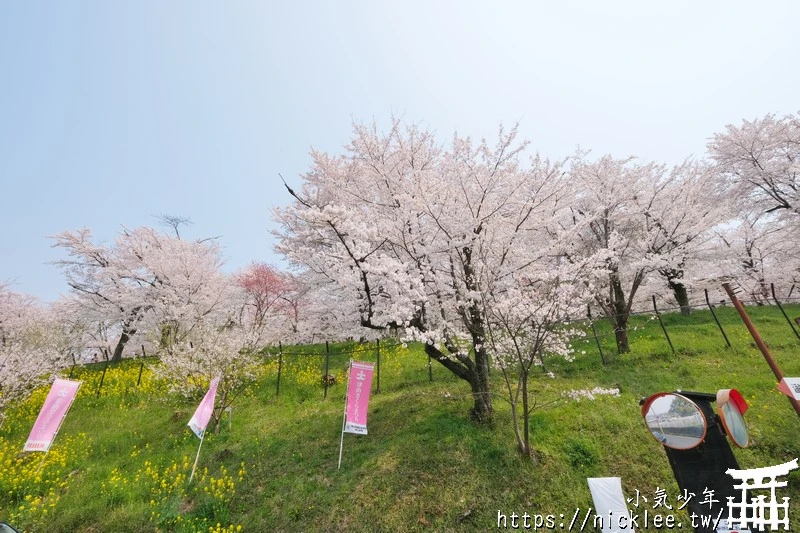 岡山景點-津山城櫻花|日本櫻花名所百選,超過1000株櫻花與油菜花同時盛開