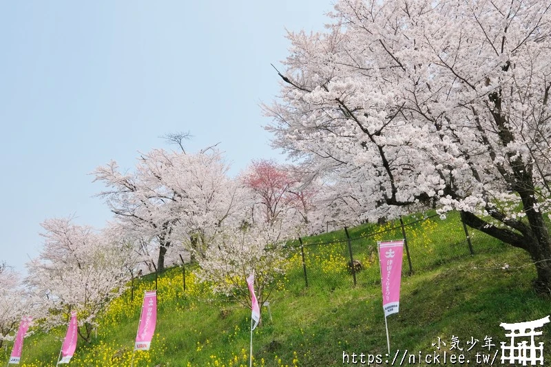 岡山景點-津山城櫻花|日本櫻花名所百選,超過1000株櫻花與油菜花同時盛開