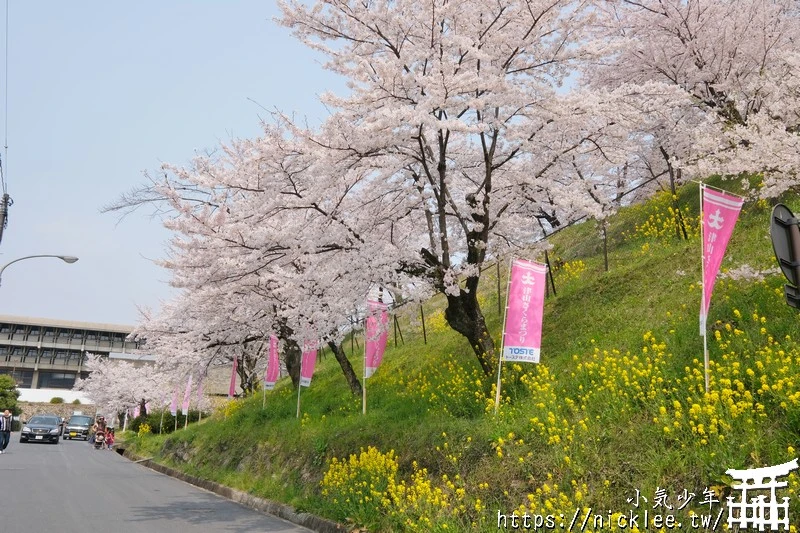 岡山景點-津山城櫻花|日本櫻花名所百選,超過1000株櫻花與油菜花同時盛開