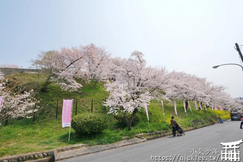 岡山景點-津山城櫻花|日本櫻花名所百選,超過1000株櫻花與油菜花同時盛開