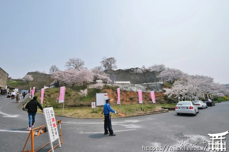 岡山景點-津山城櫻花|日本櫻花名所百選,超過1000株櫻花與油菜花同時盛開