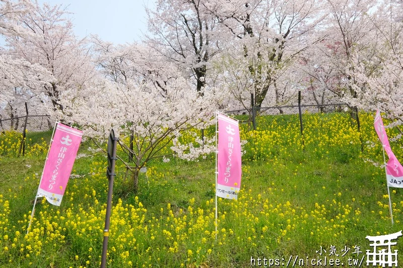 岡山景點-津山城櫻花|日本櫻花名所百選,超過1000株櫻花與油菜花同時盛開